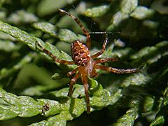 Cross Spider